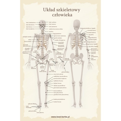 Układ szkieletowy