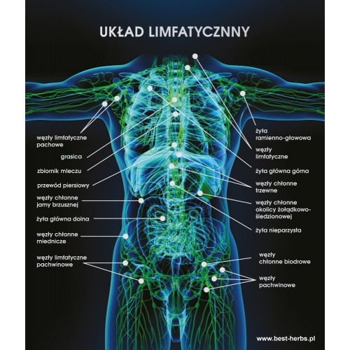 Układ limfatyczy