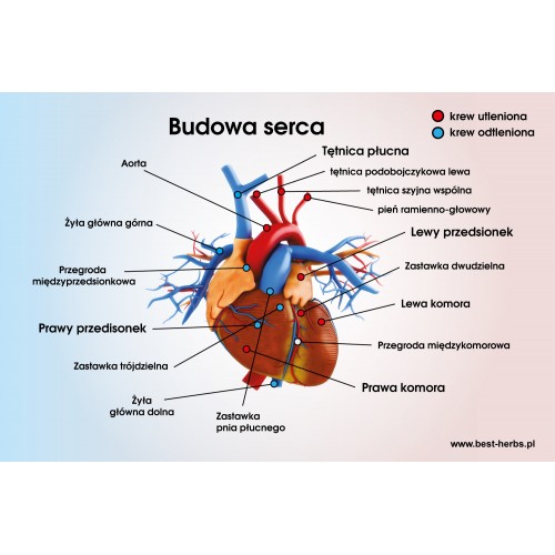 Serce