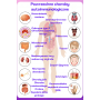 Plakat powrzechne choroby autoimmunologiczne