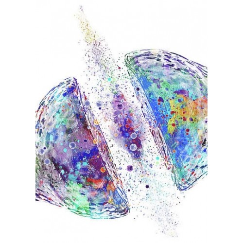 Plakat Synapsa 42 X 60 cm